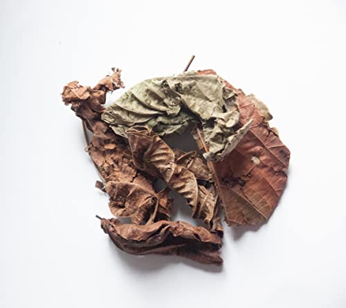 Kopabana Djeka Seeds | ogymama | Alchornea Cordifolia dry leaves| Christmas bush |V steam herbs |Yoni care | 1oz