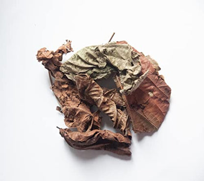 Kopabana Djeka Seeds | ogymama | Alchornea Cordifolia dry leaves| Christmas bush |V steam herbs |Yoni care | 1oz