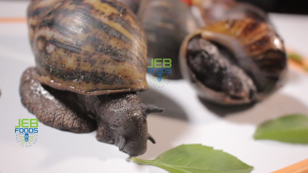JEB FOODS Giant African land snail Jumbo Size Freeze Dried (3 In a Pack)