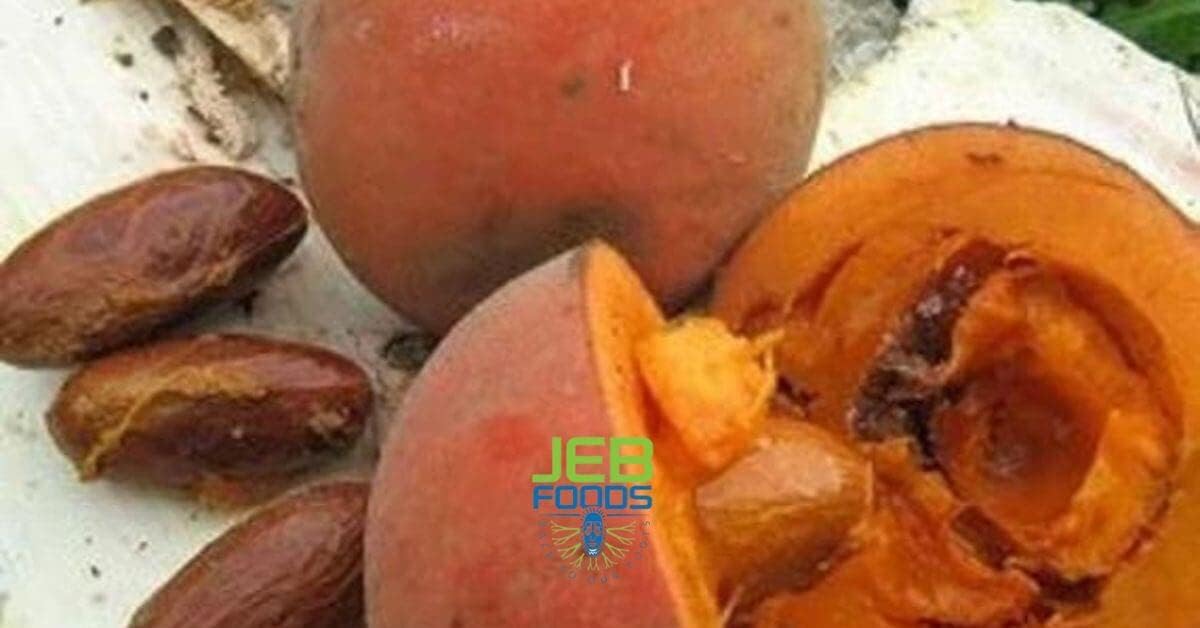 JEB FOODS African Bitter Kola Nuts, Bitter Kola Retro Garcinia, Petit Cola Nut, Obi Abata Cola Nut (8oz)