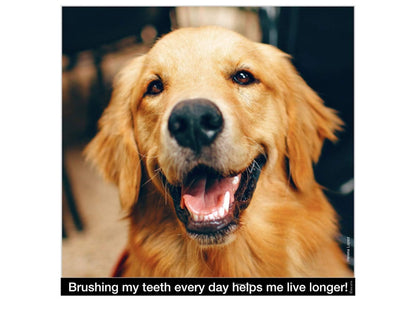 Brush My Teeth Big Dog Toothbrush, Rounded Brush Head with Soft Flexible Bristles for Safe and Gentle Brushing for Dogs, Any Large Breed or Puppy, Daily Brushing Adds Years of Healthy Life