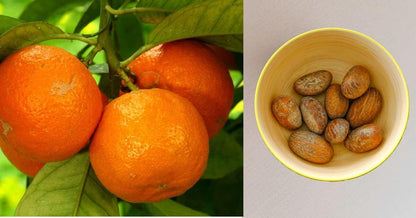 JEB FOODS African Bitter Kola Nuts, Bitter Kola Retro Garcinia, Petit Cola Nut, Obi Abata Cola Nut (8oz)