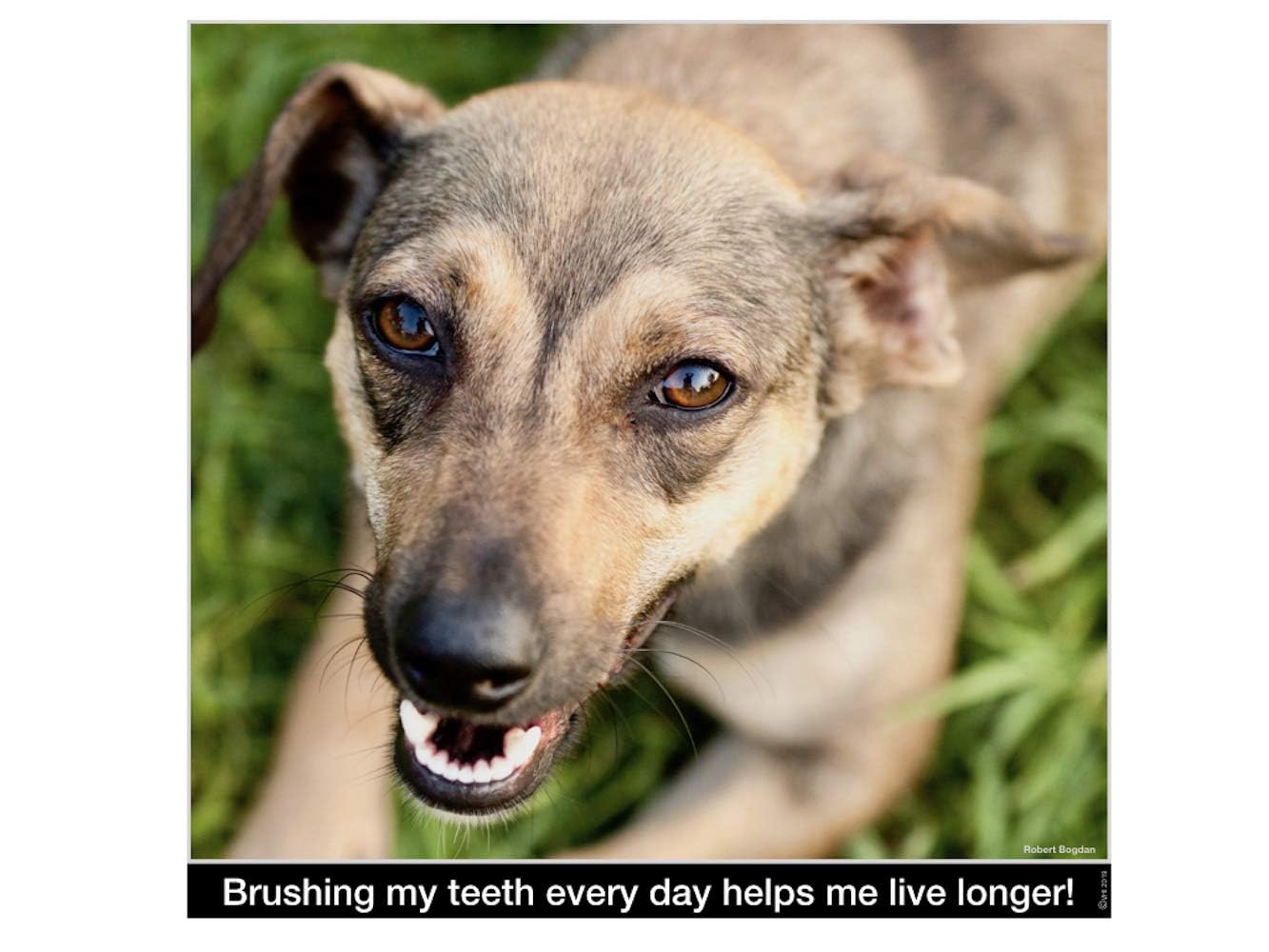Brush My Teeth Big Dog Toothbrush, Rounded Brush Head with Soft Flexible Bristles for Safe and Gentle Brushing for Dogs, Any Large Breed or Puppy, Daily Brushing Adds Years of Healthy Life