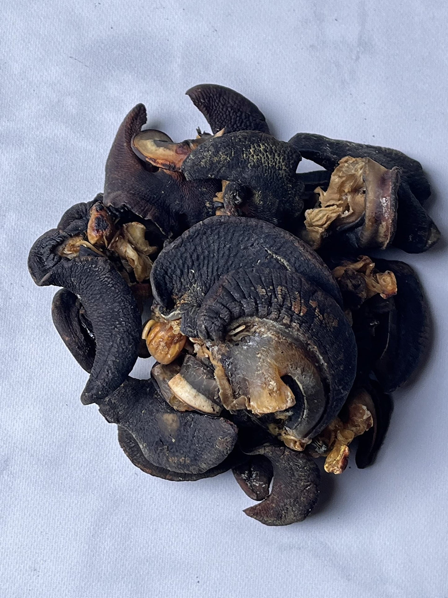Kopabana Dried African snails| For Stewing or grilling| Various sizes| 4 oz