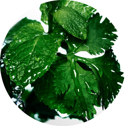 Davidoff Cool Water Men's Deodorant Stick With Notes of Coriander, Mint, Lavender & Amber 2.5 fl oz