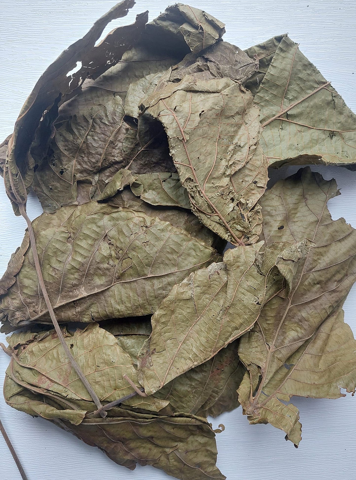 KOPABANA GREEN Djeka Leaves | ogymama | Alchornea Cordifolia dry leaves | Christmas bush | V steam herbs | Yoni care 1oz