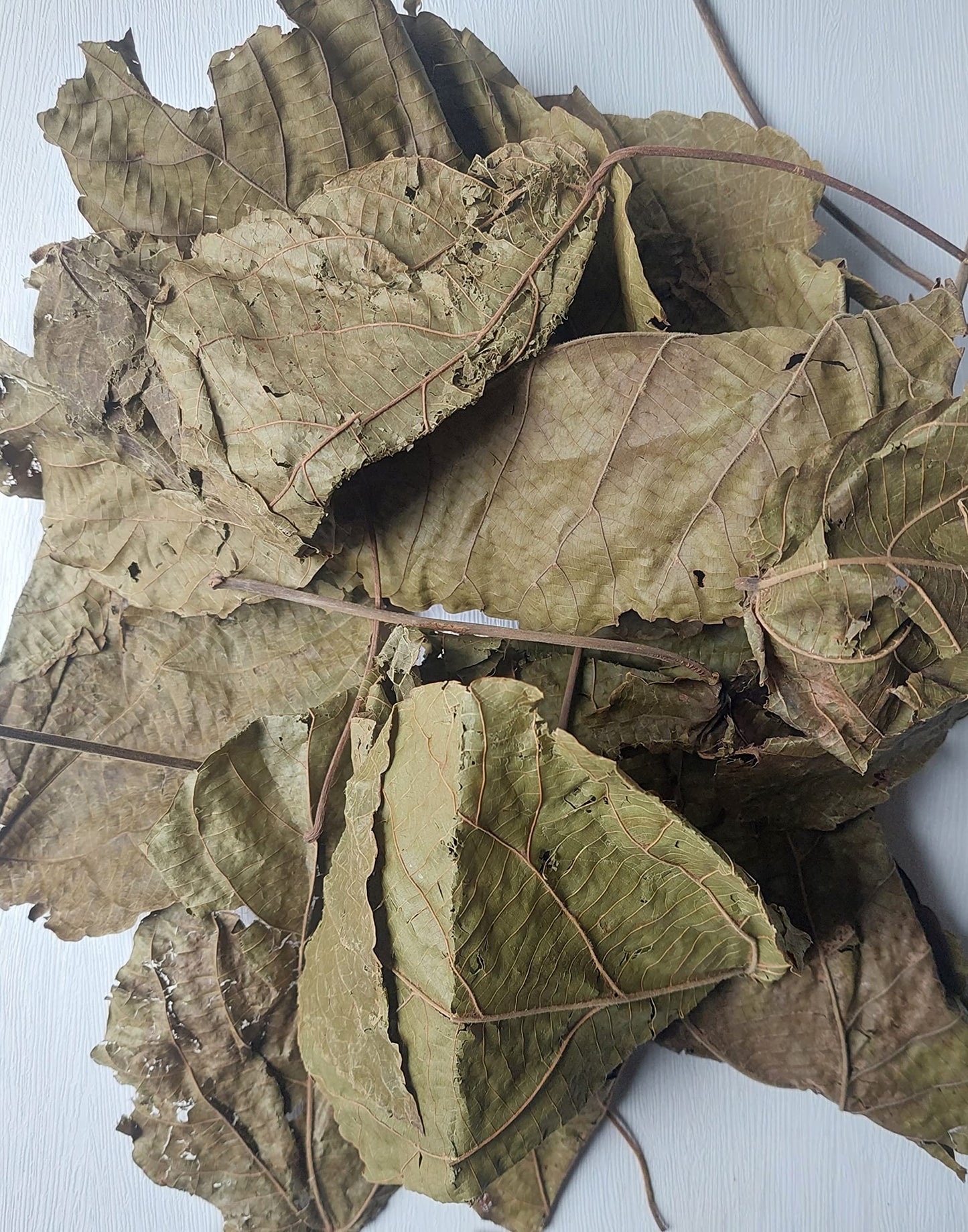 KOPABANA GREEN Djeka Leaves | ogymama | Alchornea Cordifolia dry leaves | Christmas bush | V steam herbs | Yoni care 1oz