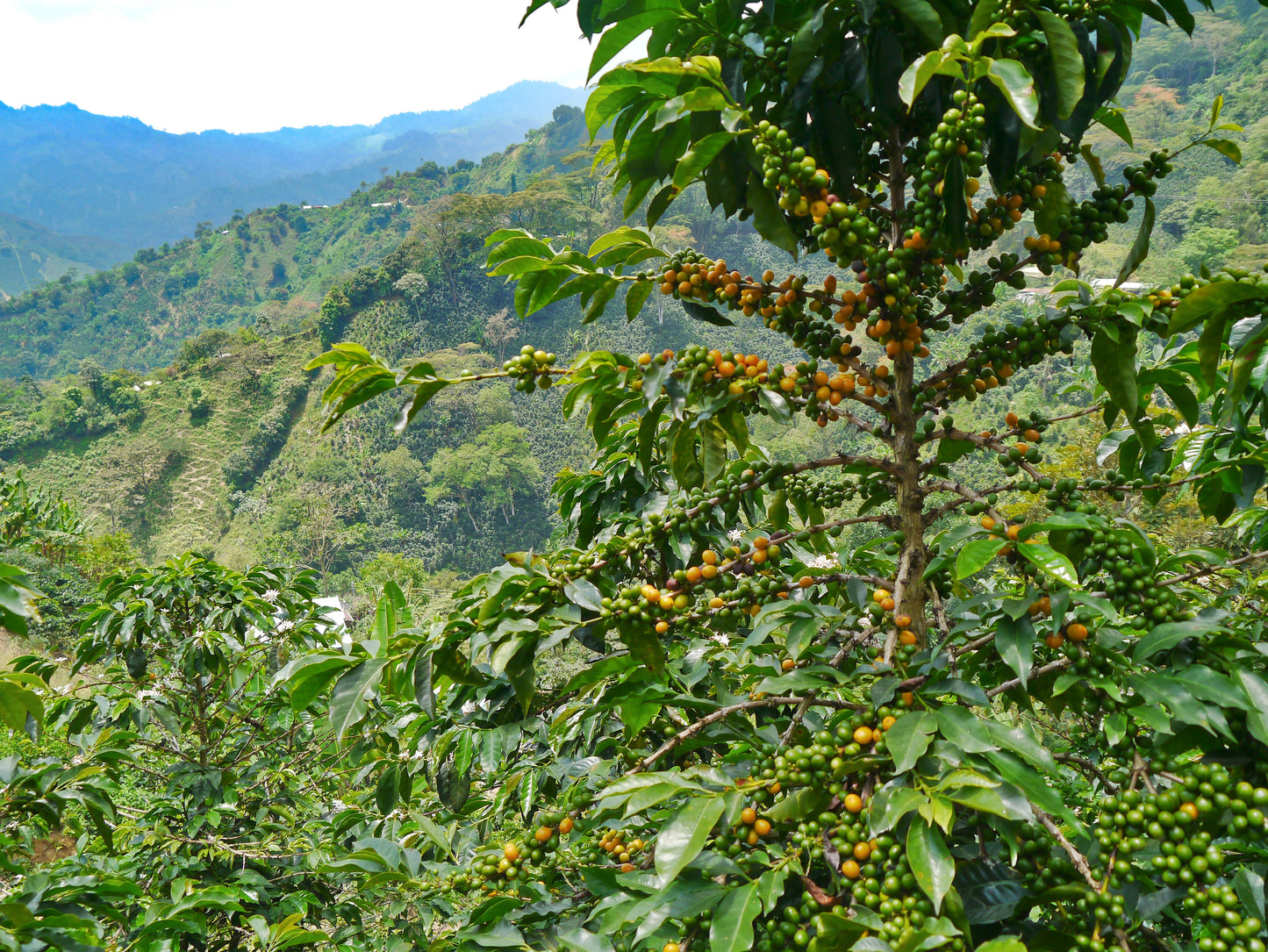 HER 120z Organic Colombian Coffee Medium Roast